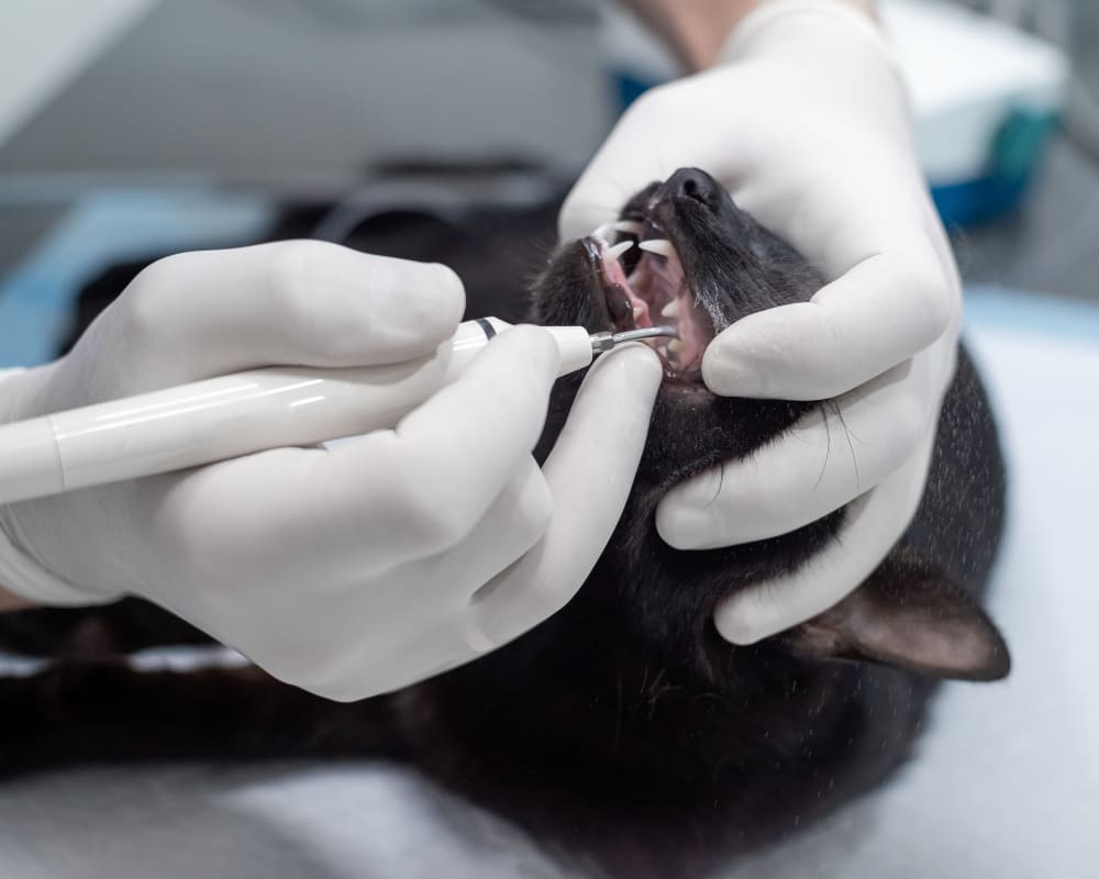 Dental Care, Orléans Veterinarian