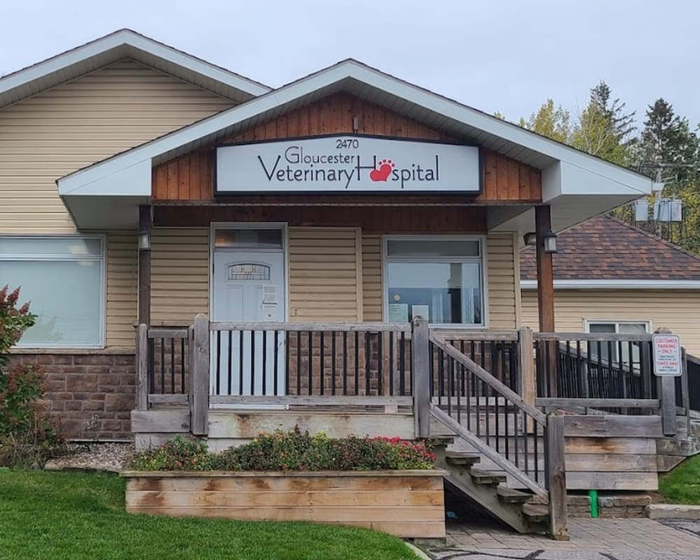 Home | Gloucester Veterinary Hospital | Orléans Vet