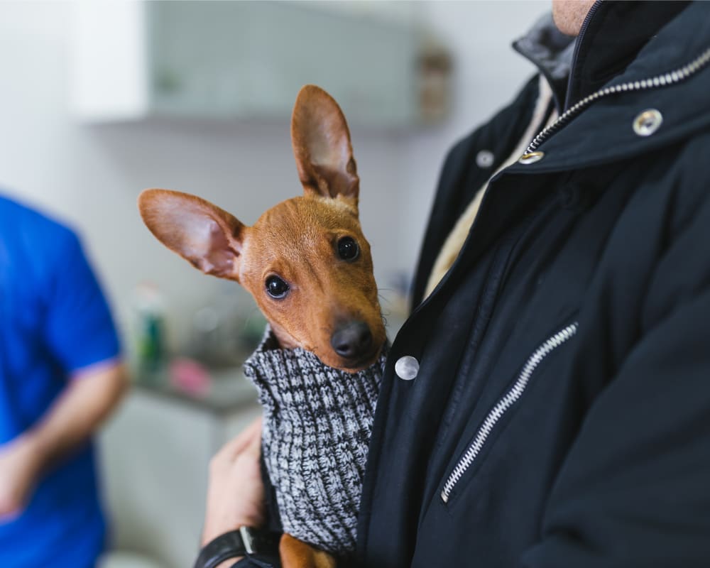 Diagnostic & Lab Technology, Orléans Veterinarian