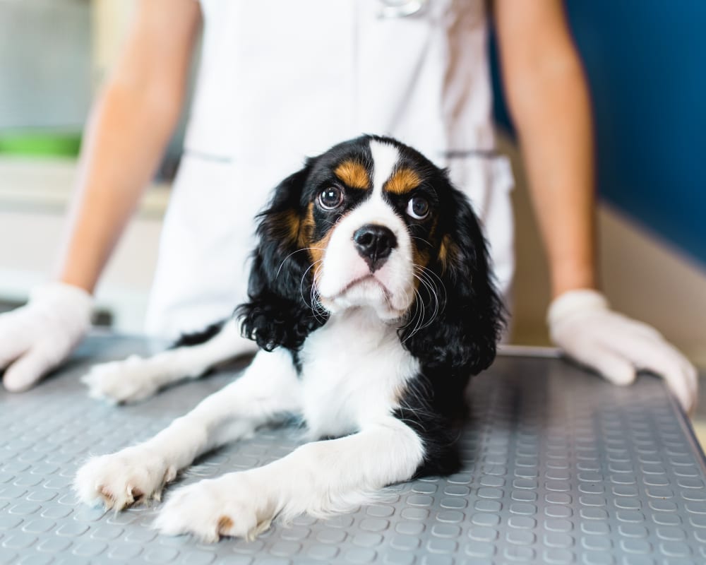 Spaying & Neutering, Orléans Veterinarians