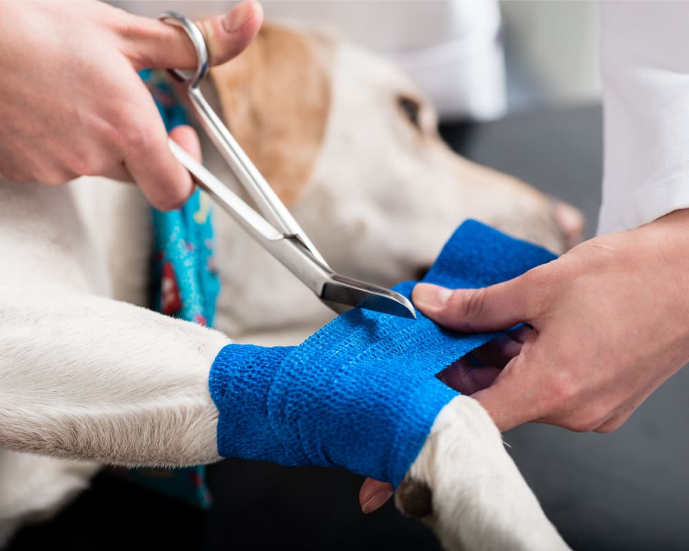 Surgery, Orléans Veterinarian